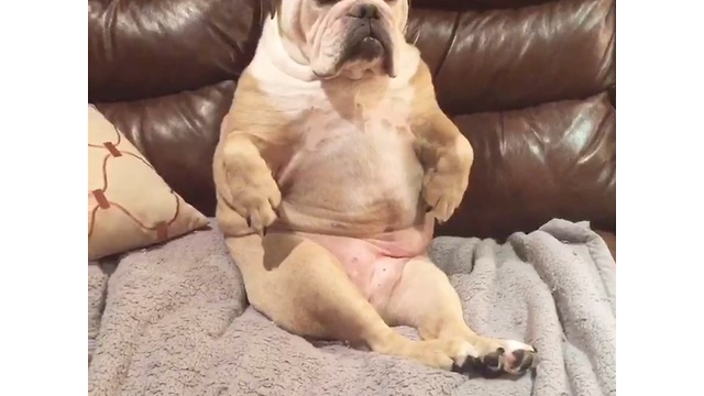 Tired bulldog sleeps in very awkward position