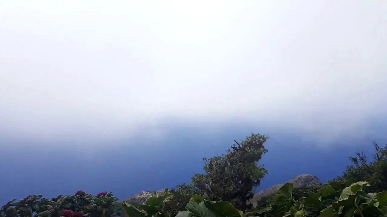 Saba Island Rain Forest Top