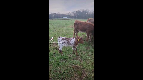 Baby girl calf.