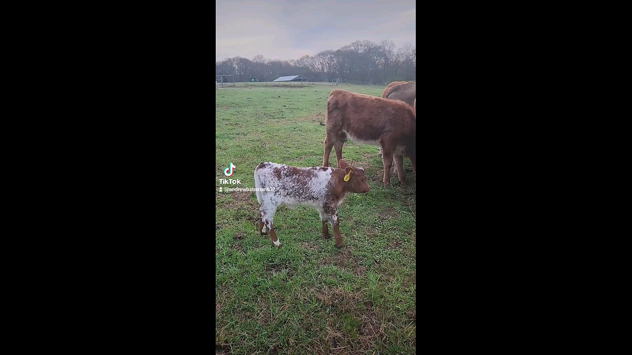 Baby girl calf.