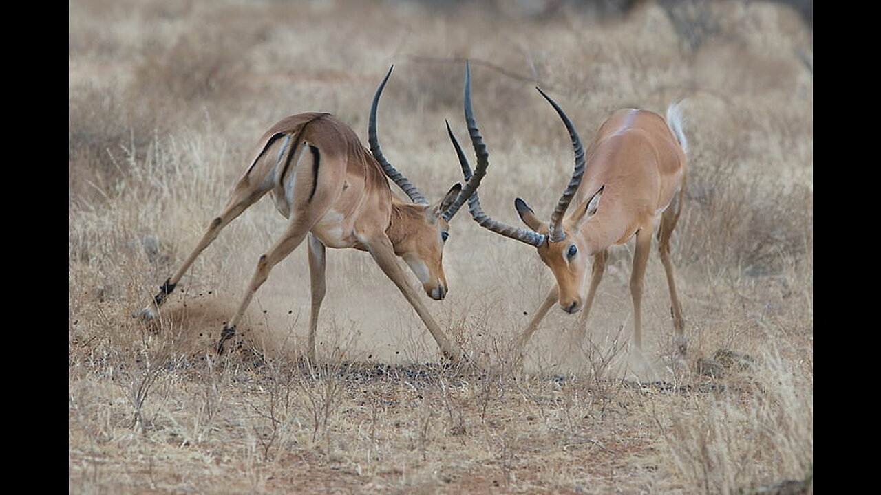 Impala Rams fighting