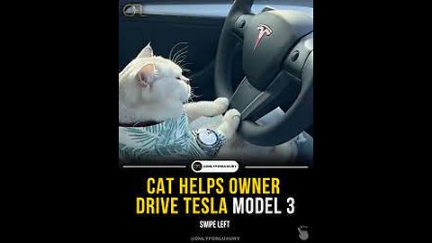 FUNNY CAT ! CAT DRIVING TESLA CAR