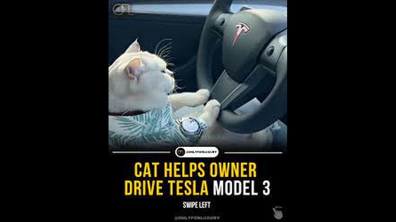 FUNNY CAT ! CAT DRIVING TESLA CAR