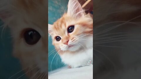 Funny & Cute Cats Compilation #tiktok #shorts 😻 #ytshorts #cute #cat #youtube #youtubeshorts