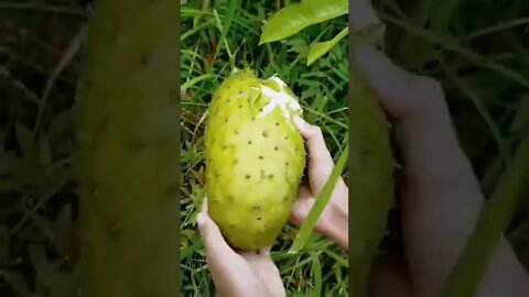 What is this and have you ever eaten?