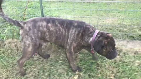 LonelyCreek dogs playing