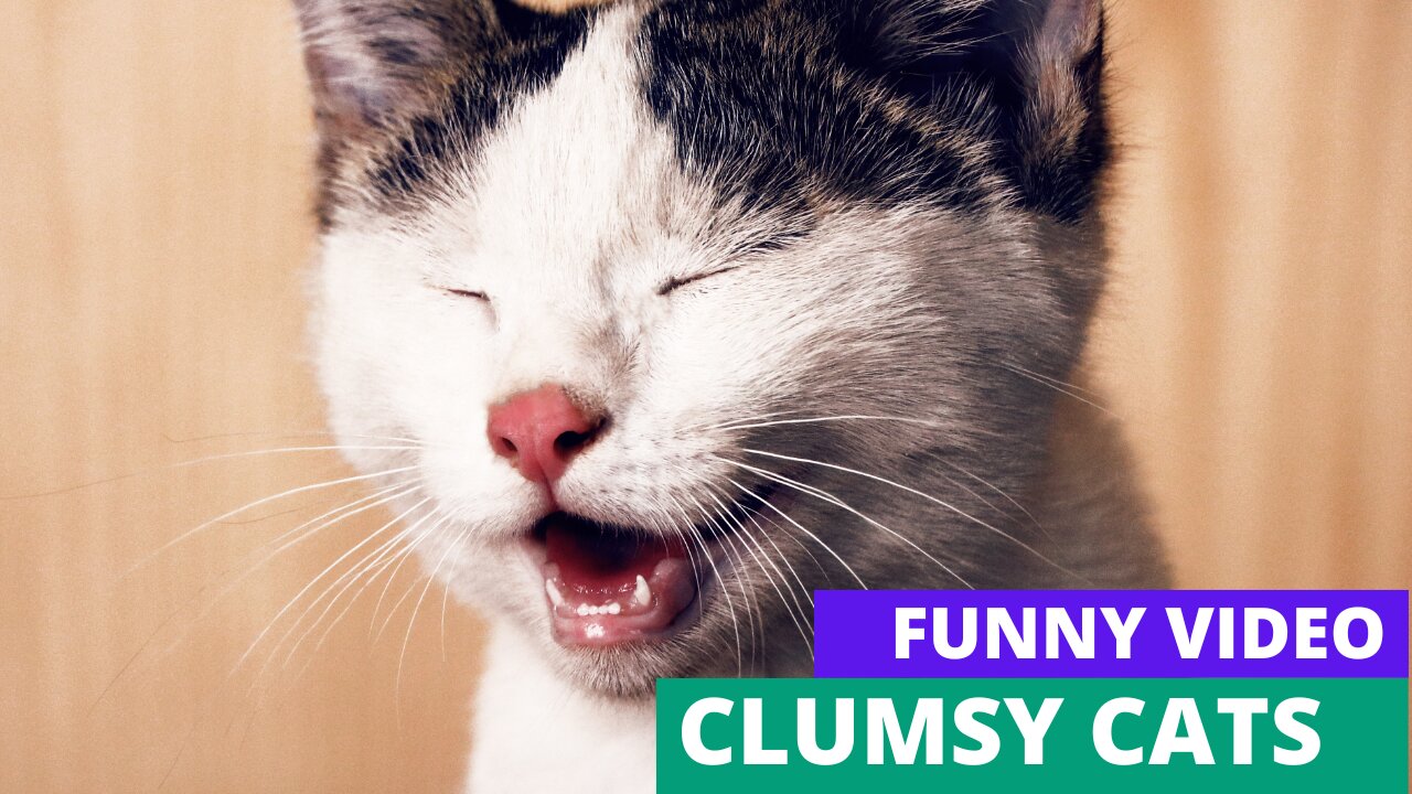 Funny cats teasing each other funniest video