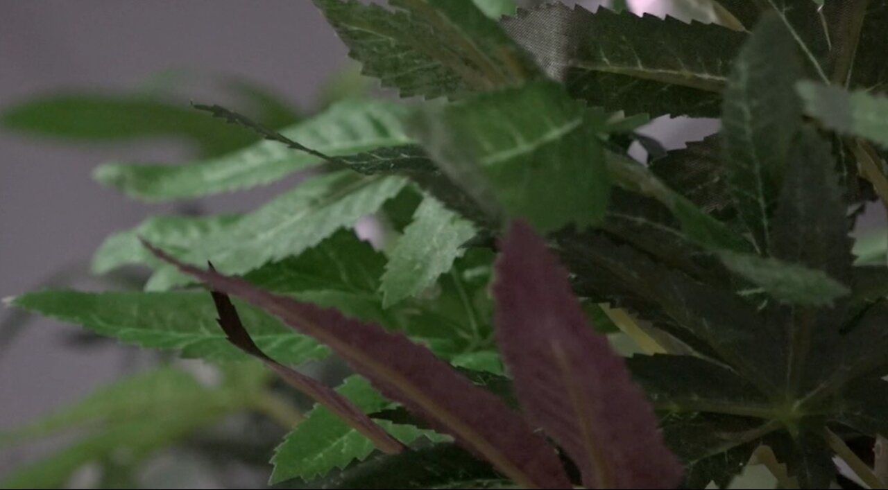 The future for cannabis farmers