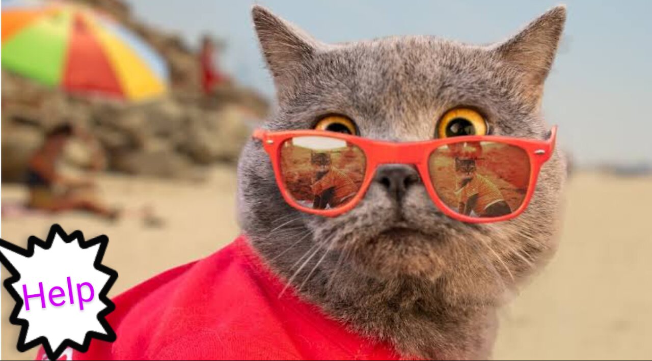 World's First Cat Lifeguard