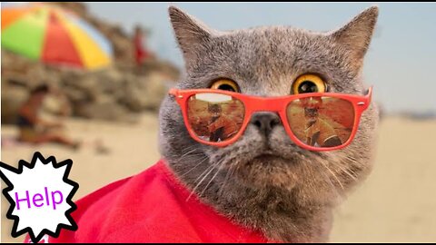 World's First Cat Lifeguard