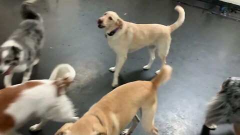 [0769] GOOD NIGHT PUPPIES - EPISODE 296 [#dogs #doggos #doggies #puppies #dogdaycare]
