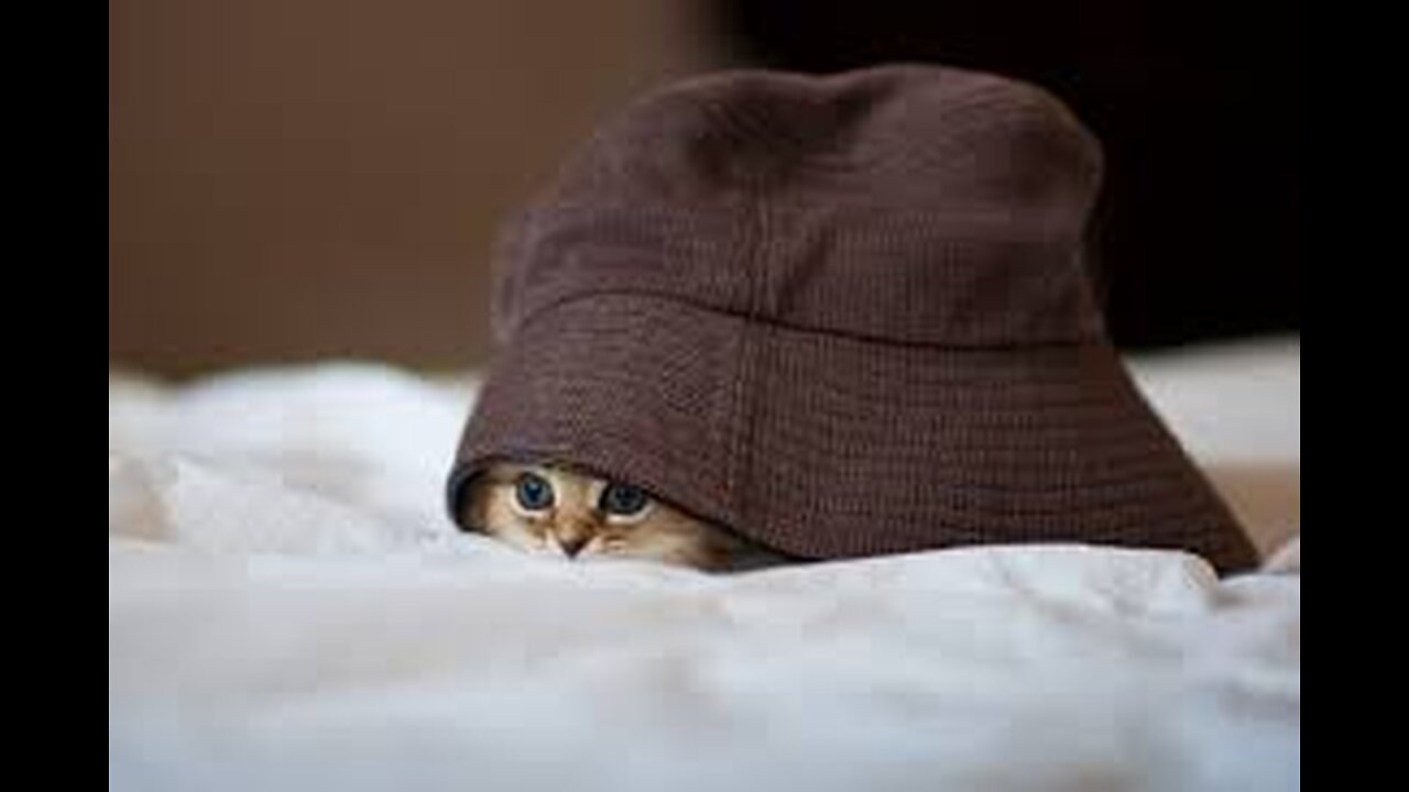 Cute small kittens funny