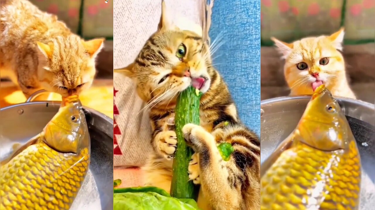 Animals lover 🤣 funny cats video