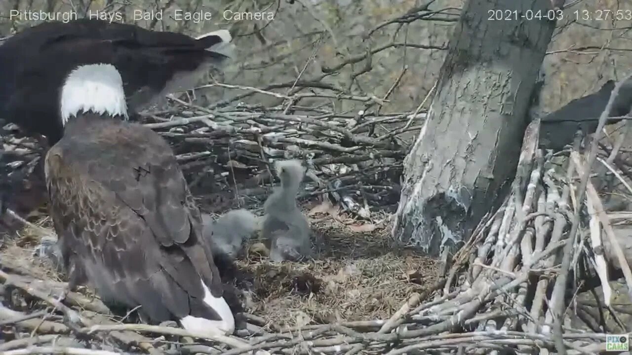 Hays Eagles H13 bites Dad s tail 2021 04 03 13:27