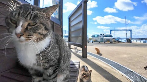 If you sit on the bench at the island's ferry terminal, a cat will come up to you and it's fun.