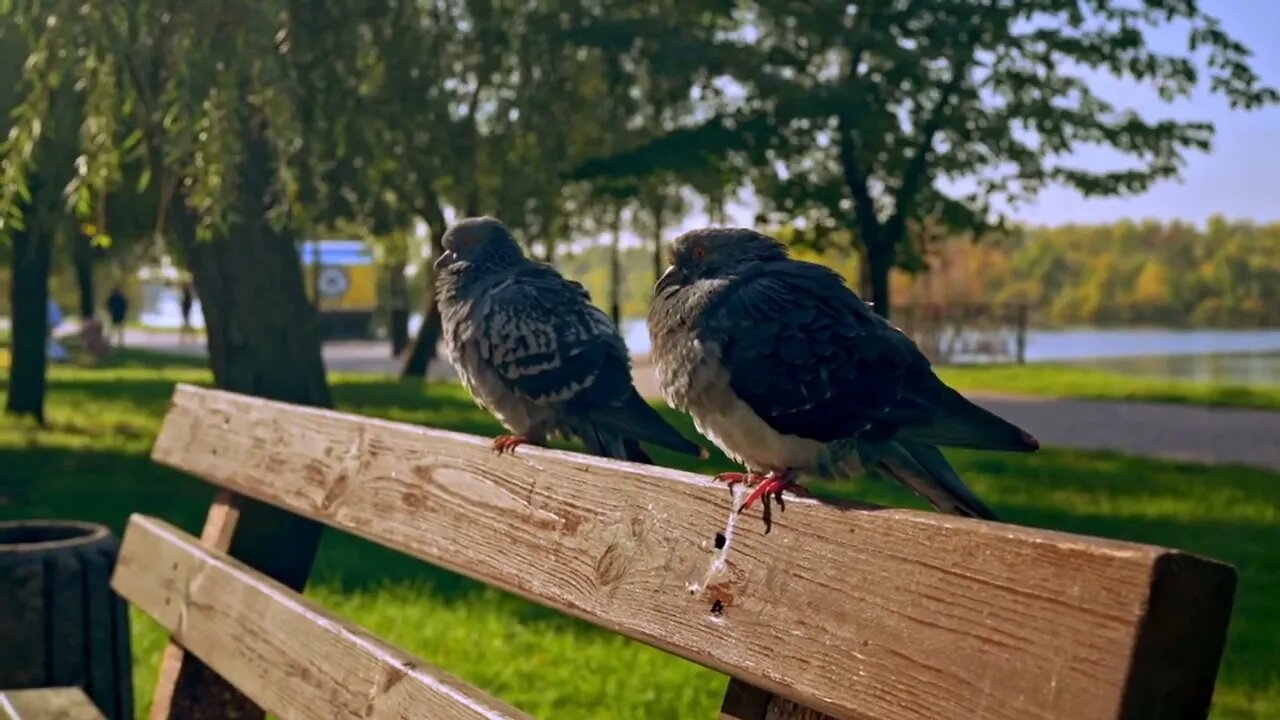 close up couple pigeon on the bench in autumn city l fall landscape with river on the background