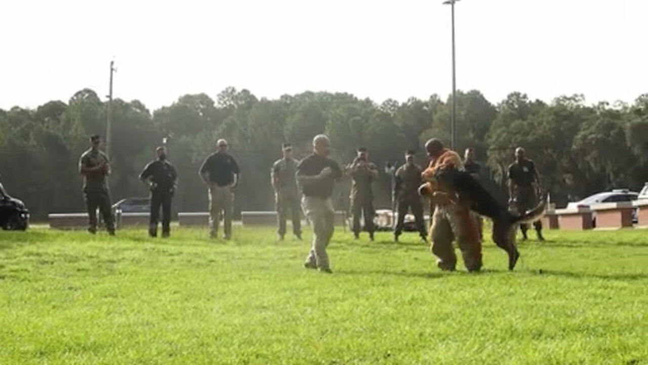 Parris Island Dog Training