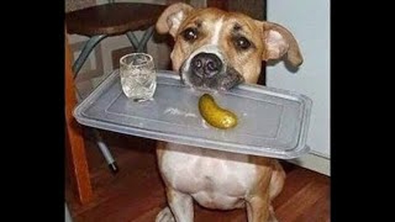 🐈 Your dinner, Mister! 🐕 Videos of funny dogs and cats for a good mood! 😺