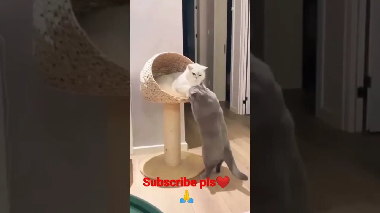 #youtubeshorts amazing cat ❤️