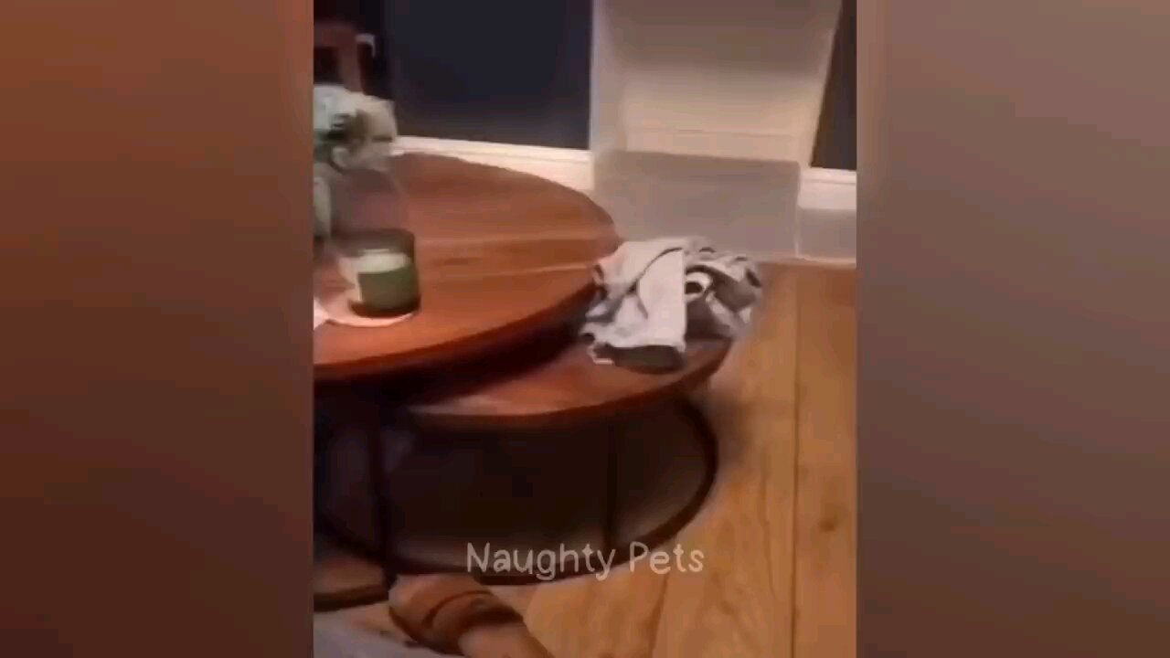 funny animal today episode 🤣