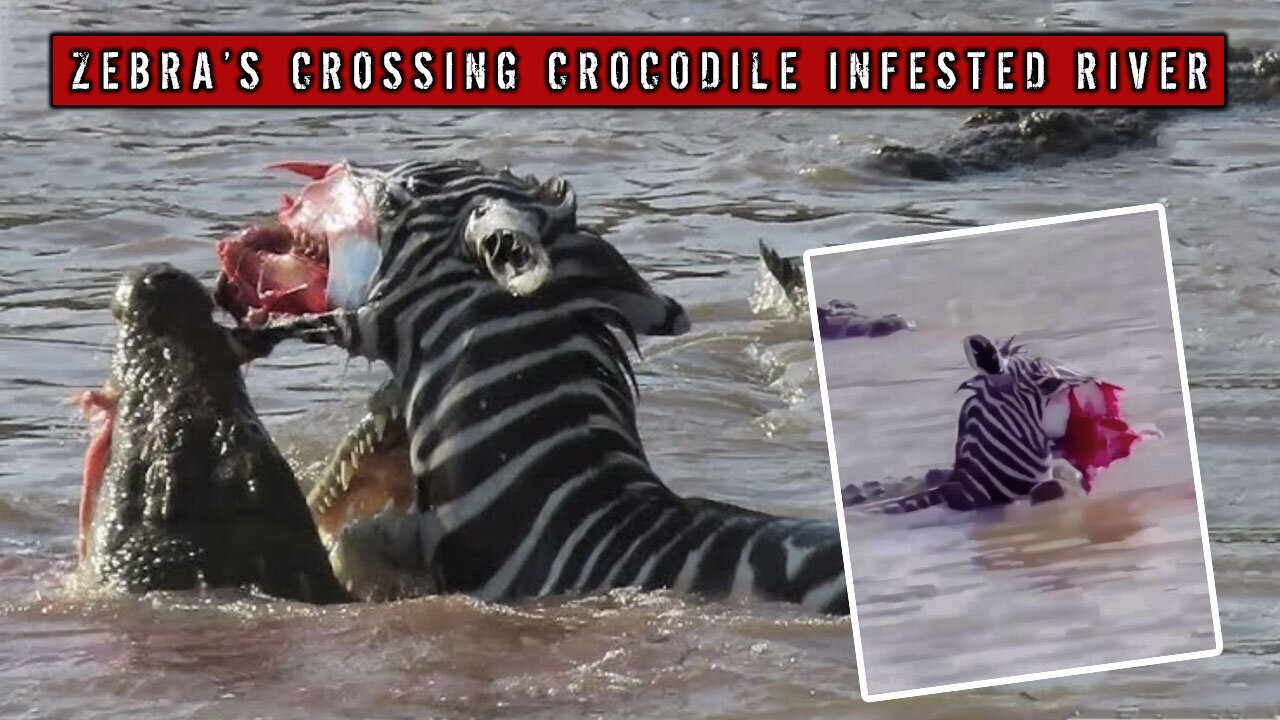 Savage Crocodiles Attack Zebra's While Crossing River