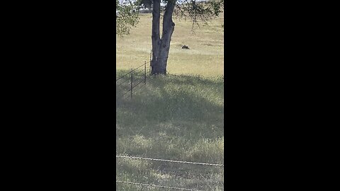 Ground squirrel at 115yards