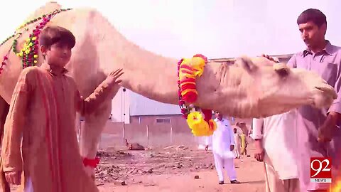 Beautiful white camel creates waves at cattle market - 31 August 2017 - 92NewsHDPlus