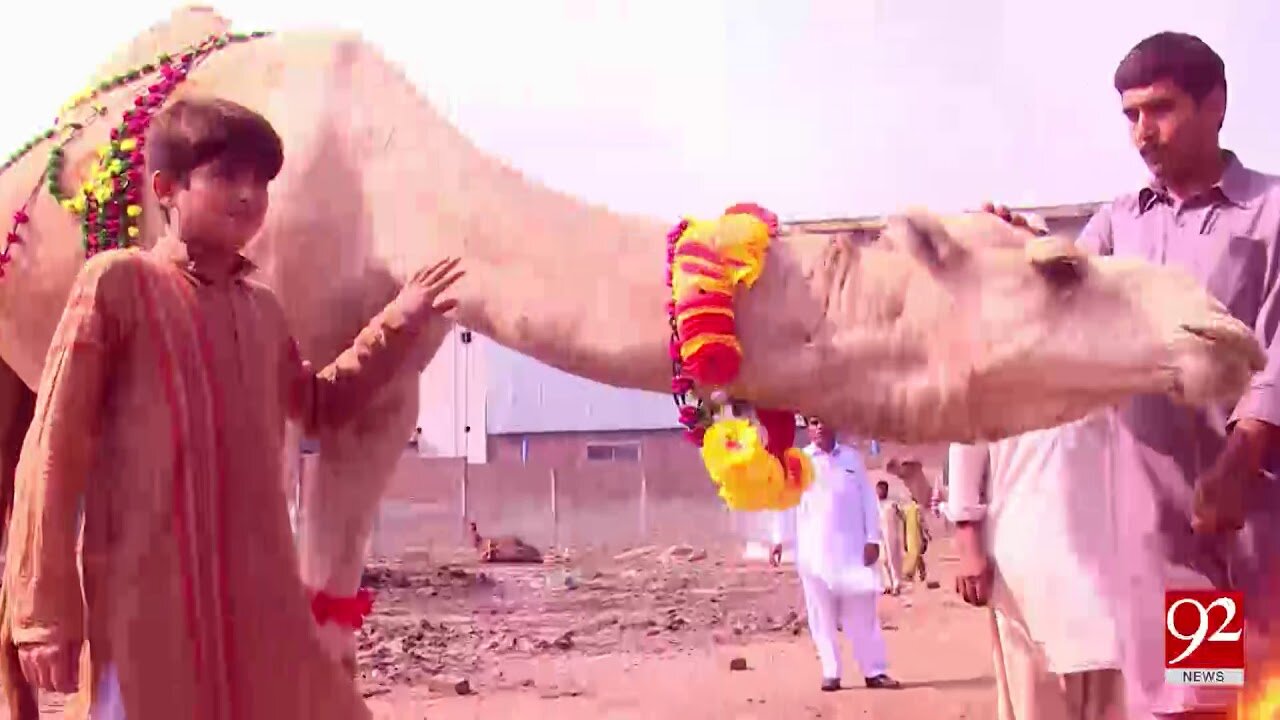 Beautiful white camel creates waves at cattle market - 31 August 2017 - 92NewsHDPlus