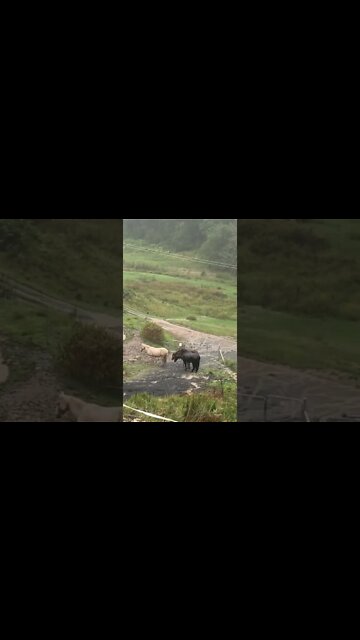 Brumbies in the rain