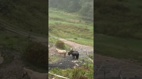 Brumbies in the rain