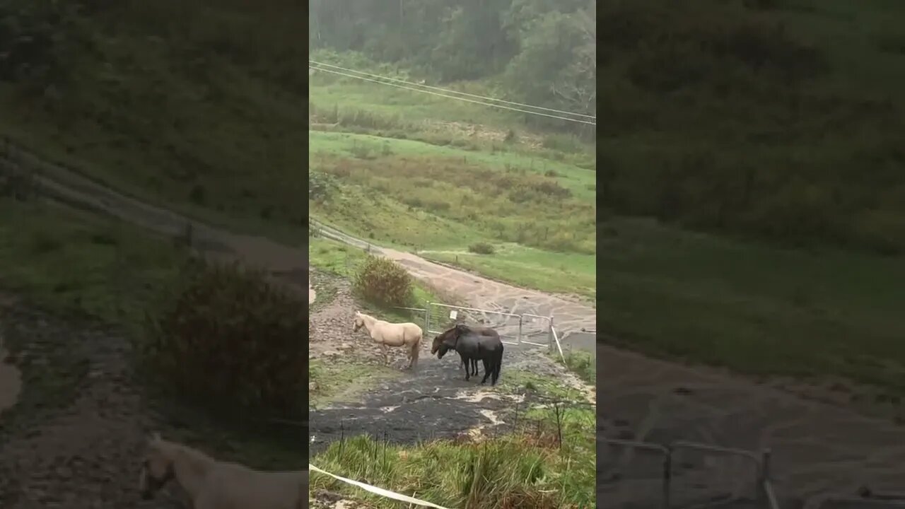 Brumbies in the rain