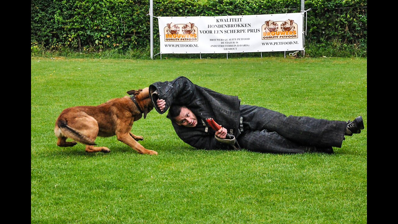 How to teach your dog and cat to get along,, How to train your dog to leave your cat alone