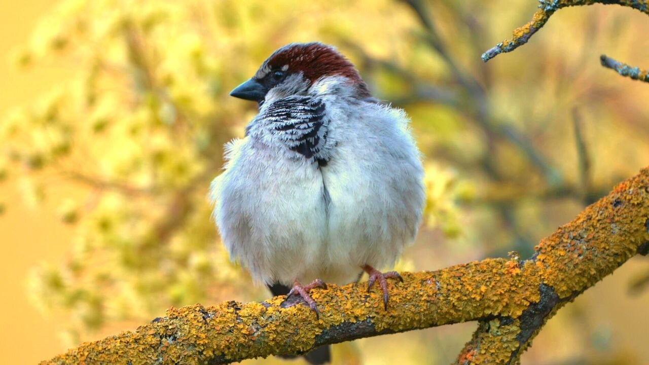 Fluffy Male House Sparrows Grooming On Branches