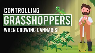 Protect your Cannabis Plants Against Grasshoppers & other Insects!