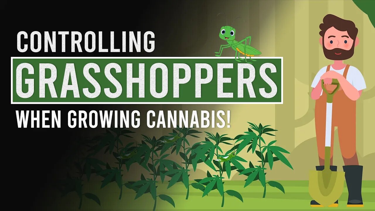 Protect your Cannabis Plants Against Grasshoppers & other Insects!