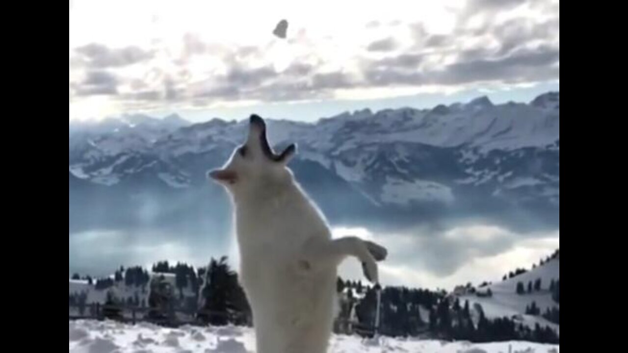 Does anyone love the snow as much as this shepherd.