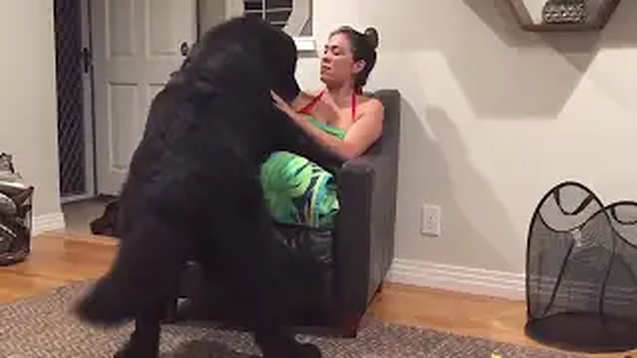 Massive Newfoundland thinks he's a lap dog