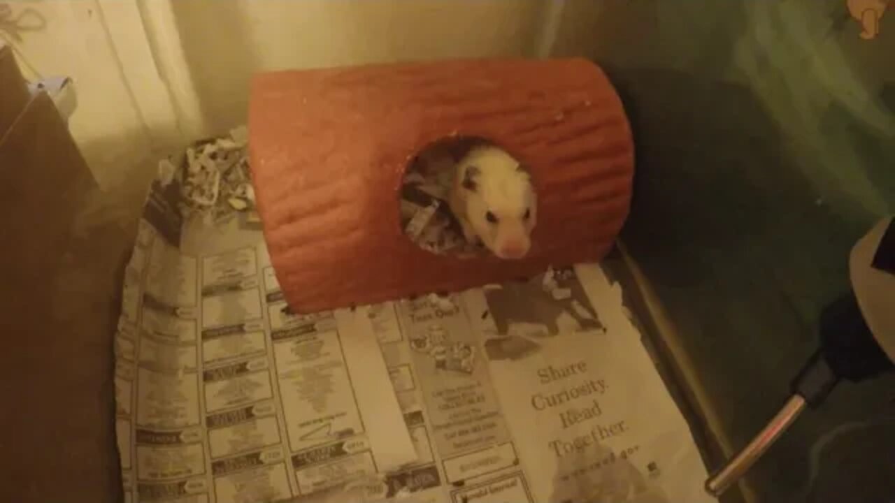 My Hamster yawns on command!