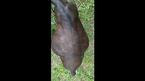 Angus Got Bloated! Dealing With Bloat