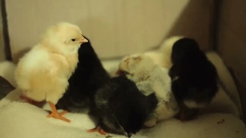 Recently hatched, still wet, unconscious, yellow newborn chicks in an incubator Trying to fit tight