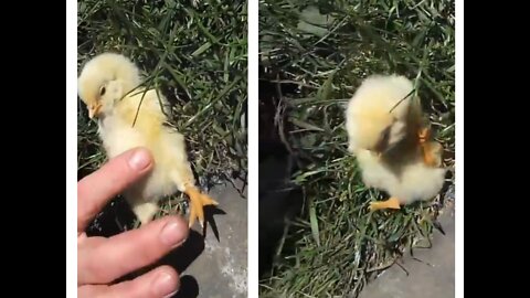 Cute Baby Pet hen's children funny reaction