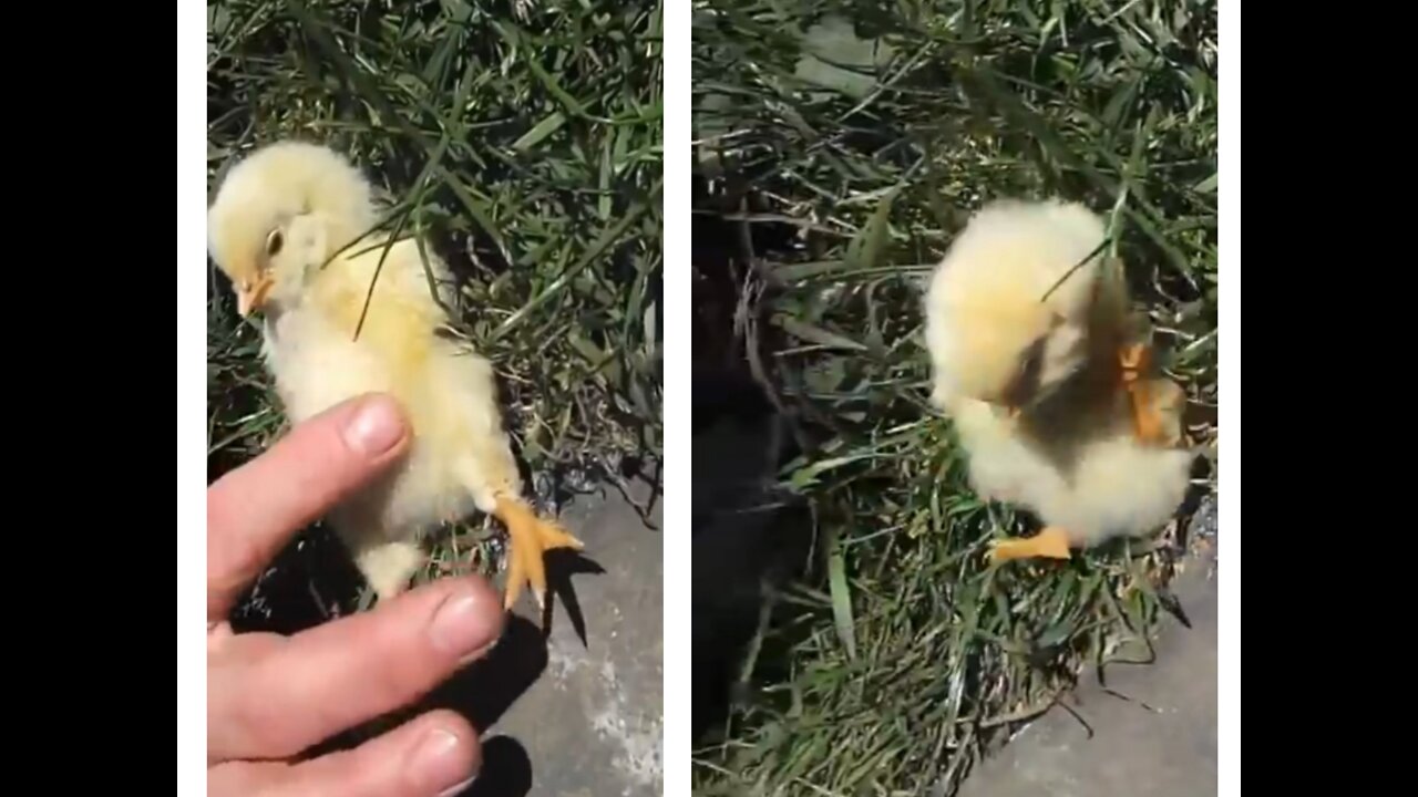 Cute Baby Pet hen's children funny reaction