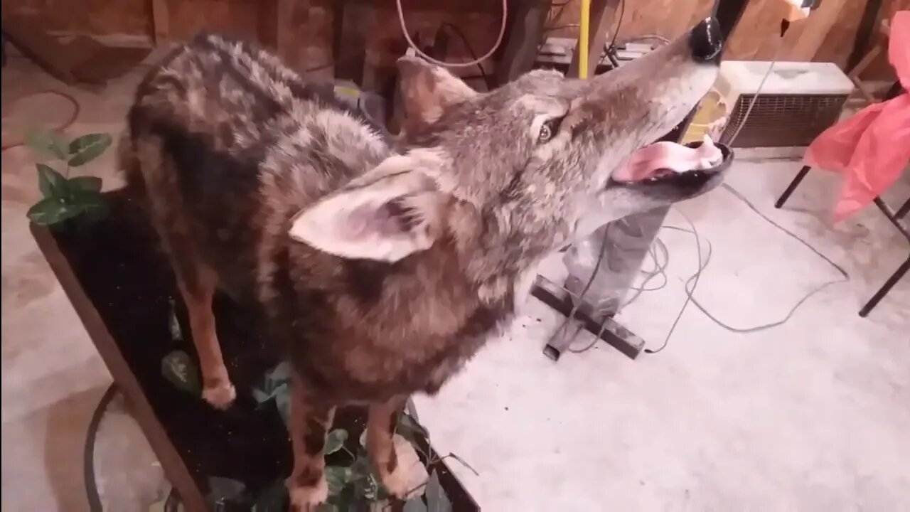 How to Mount a Coyote A-Z(Slightly edited to Shorten a few hrs)