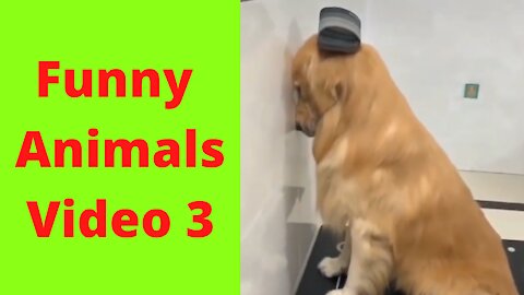 Funny Animals