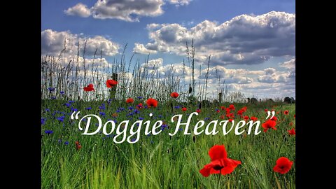 Doggie Heaven