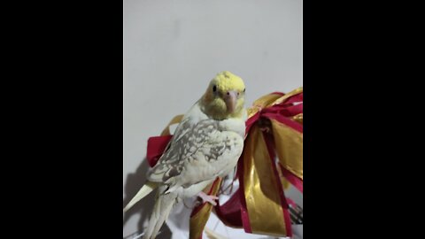 Calopsita