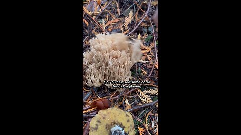 Coral Fungi 🤝 Bolete / Lake Crescent WA #explore #hiking #forest