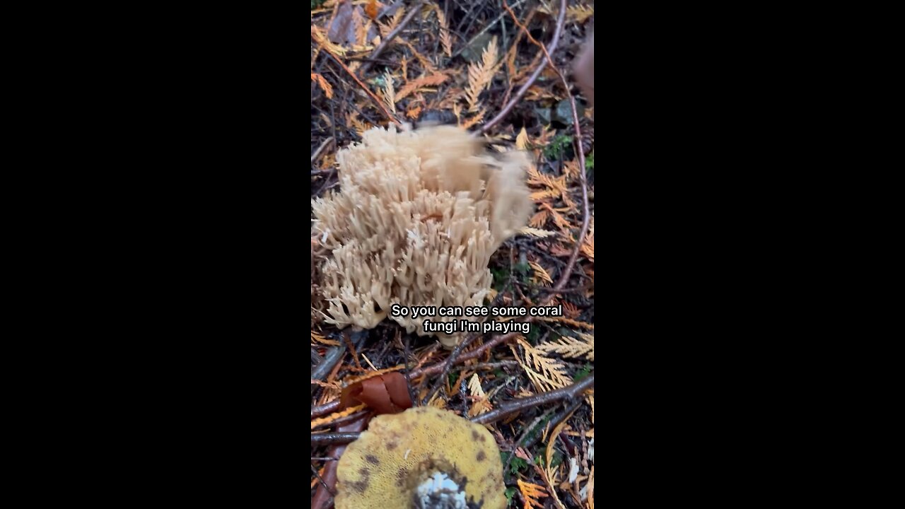 Coral Fungi 🤝 Bolete / Lake Crescent WA #explore #hiking #forest