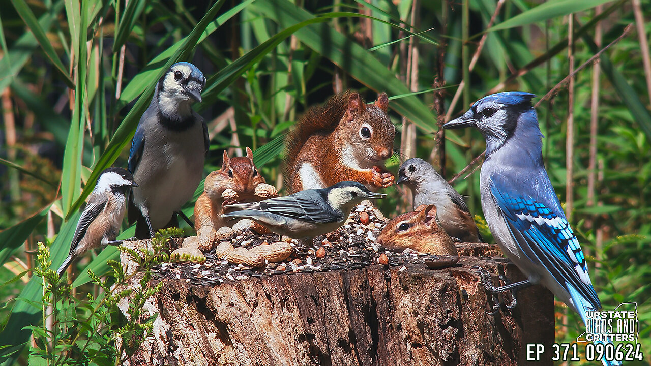 Upstate Birds And Critters: 4k Ep 371 — 090624 Cat TV Dog TV