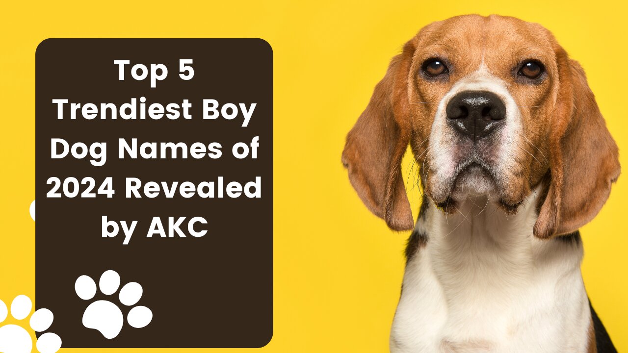 🐾 Top 5 Trendiest Boy Dog Names of 2024 Revealed by AKC! 🐶